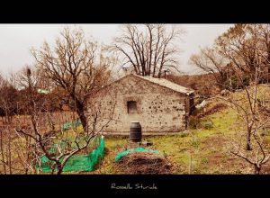 198826_1768577705565_5971545_n