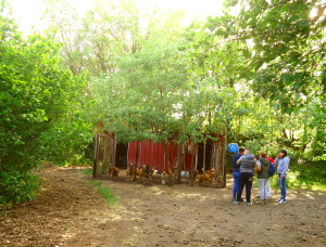Linguaglossa, il canile-rifugio di Vincenzo Fucile
