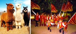SCIALATA A SOLICCHIATA, i tenerissimi alpaca e gli sbandieratori di Camporotondo
