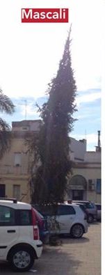albero di natale a mascali