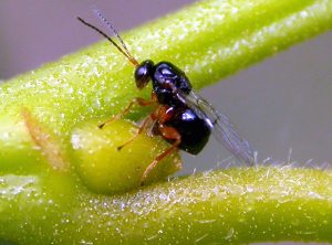vespa-del-castagno