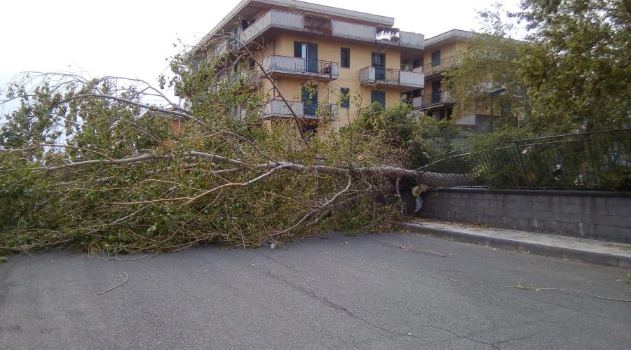 Riposto, forti raffiche di vento, albero abbattuto in via Galeano. Danni anche a Giarre e su A18
