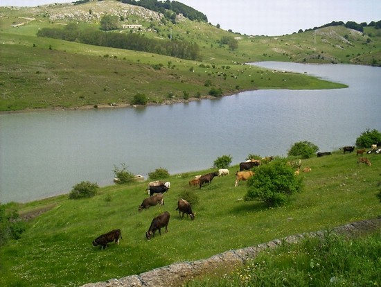 Carbonchio ematico: cessa l’emergenza nel territorio di Randazzo