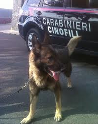 cane2