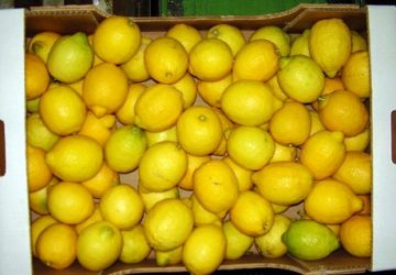 Acicatena, rubano 800 chili di limoni: due catanesi in arresto