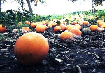 La "Tristezza" devasta gli agrumeti siciliani 