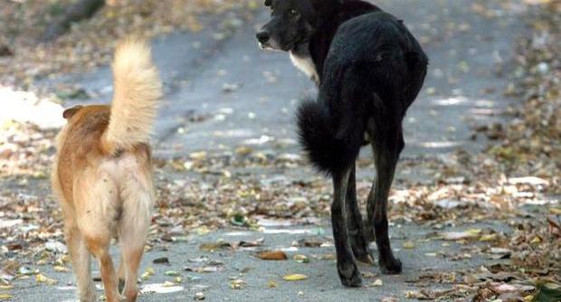 Mascalucia, adottava cani abbandonati per rivenderli online: denunciata. Sequestrati 4 cani denutriti