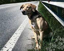 Catania: lega il cane ad un palo e lo abbandona. Denunciata una donna