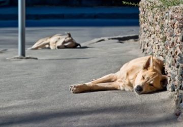 Lettere in Redazione: "Io, aggredita da un branco di cani randagi sull'Etna". Il racconto di una sfortunata turista a Zafferana Etnea