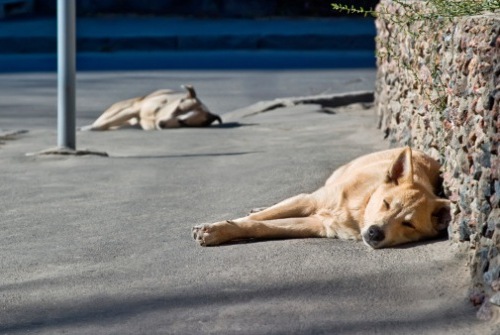 Giarre, avvelenamento cani ad Altarello: interviene l’Enpa