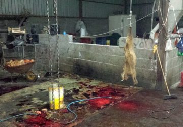 Catania, scoperto macello abusivo