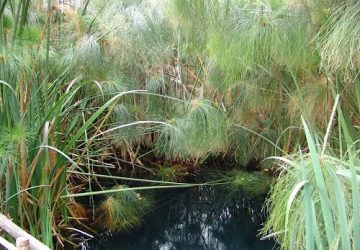 Riserva Fiumefreddo e Oasi Simeto aperte nel ponte del primo maggio