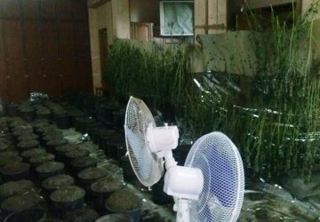 Aci Bonaccorsi, marijuana fai da te. Arrestata una donna VIDEO