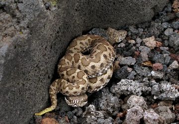 &ldquo;Attenti alle vipere!&rdquo;