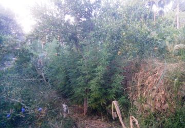 Piedimonte Etneo, &ldquo;erba&rdquo; l&rsquo;affare di famiglia. Arrestati marito e moglie