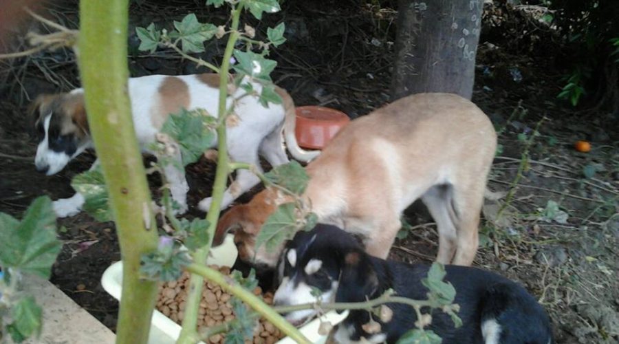 A Belpasso avviato il percorso per la creazione di un ambulatorio veterinario per randagi