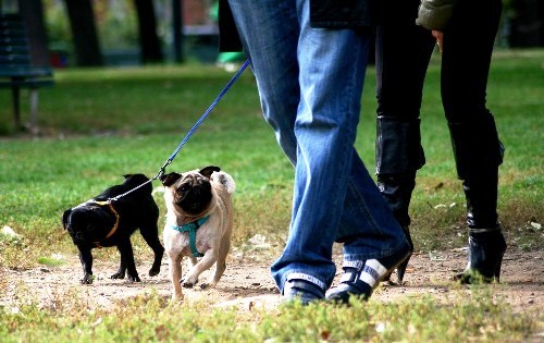 San Gregorio, lotta ai “ricordini” dei cani