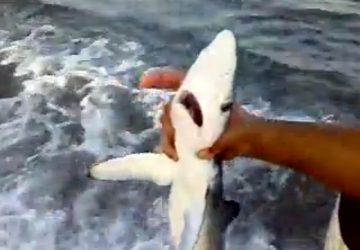 Il presunto squalo da carnefice a vittima. Denunciato l’“eroico” pescatore