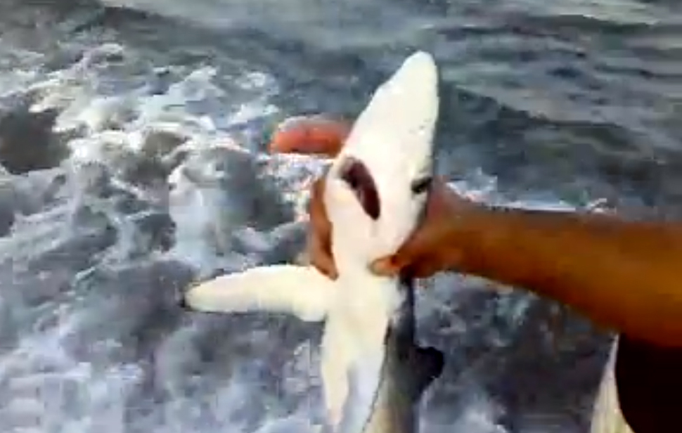 Il presunto squalo da carnefice a vittima. Denunciato l’“eroico” pescatore