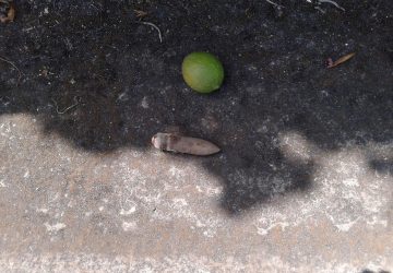 Macchia di Giarre: trovate in un terreno armi e munizioni?  VIDEO ESCLUSIVO