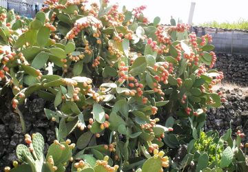 San Pietro Clarenza, il territorio ed i suoi tesori