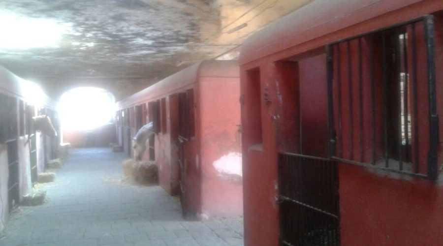 All’Istituto per l’incremento ippico di Catania senza stipendio e senza futuro