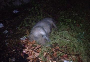 Una maialata giarrese.Incivilt&agrave; contemporanea sul viale Aldo Moro