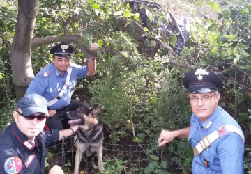 Aci Catena, coltivazione casalinga di marijuana: arrestato