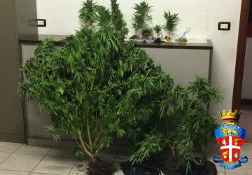 Leotojanni, piantagione “fai da te” di marijuana in casa: un arresto