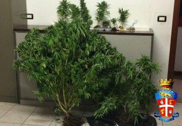 Leotojanni, piantagione &ldquo;fai da te&rdquo; di marijuana in casa: un arresto
