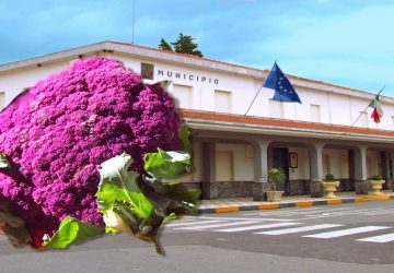 Mojo Alcantara scommette sul Cavolfiore Rosso