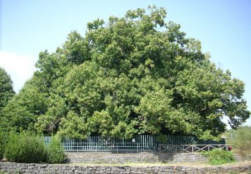 Sant&rsquo;Alfio, Castagno 100 cavalli costituito tavolo tecnico permanente