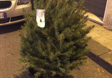 Giarre, anche l&rsquo;albero di Natale paga le strisce blu