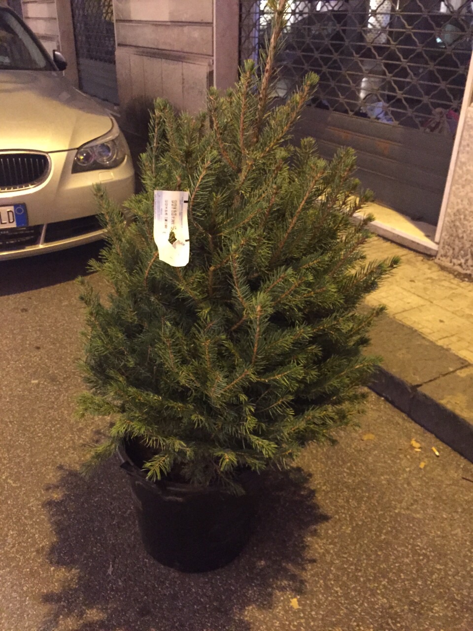Giarre, anche l’albero di Natale paga le strisce blu