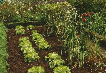 Valverde, selezione di 6 giovani per orto solidale