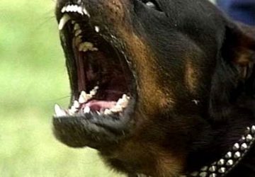 Adrano azzannata una bambina di 4 anni da un rottweiler. Denunciato il proprietario.