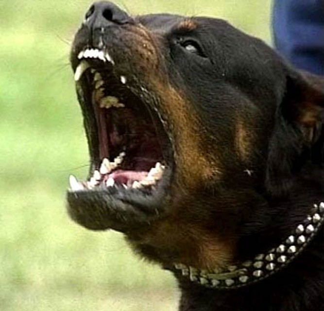 Adrano azzannata una bambina di 4 anni da un rottweiler. Denunciato il proprietario.