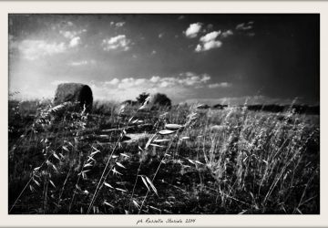 Agricoltura, 9 arresti e 57 denunciati per illecita percezione aiuti comunitari