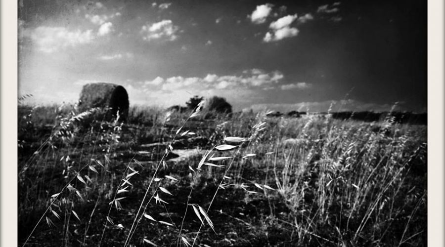 Agricoltura, 9 arresti e 57 denunciati per illecita percezione aiuti comunitari