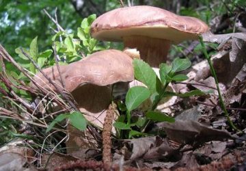 Funghi s&igrave;, ma in sicurezza: ritorna &ldquo;Fungo sicuro&rdquo; dell'Asp
