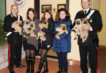 Abbandona 7 cuccioli. Scoperto e denunciato