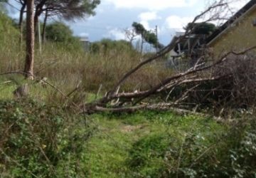 Catania, un &ldquo;Parco Avventura&rdquo; nel boschetto della Playa. &Egrave; polemica