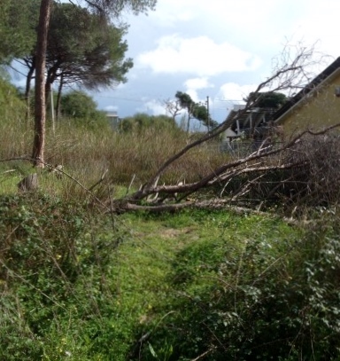 Catania, un “Parco Avventura” nel boschetto della Playa. È polemica