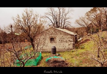 Catania, Agrinsieme: &ldquo;L&rsquo;Imu agricola costringe le imprese ad abbandonare l&rsquo;agricoltura&rdquo;