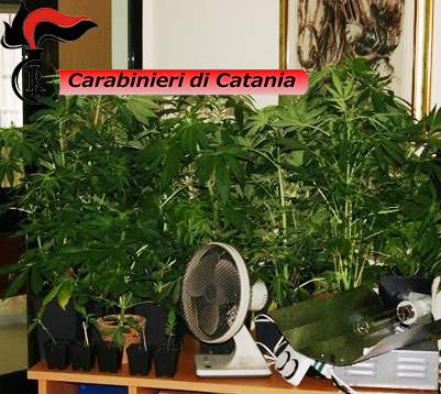Mascalucia, mini coltivazione marijuana: un arresto
