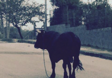 Toro in strada, evitate di prenderlo per le corna