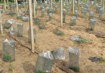 Catania, piantagione fai da te: una denuncia