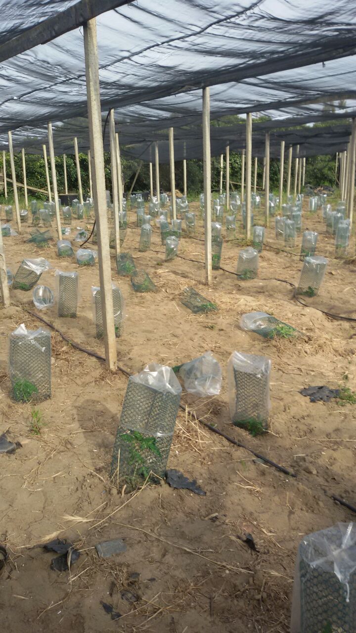 Catania, piantagione fai da te: una denuncia