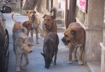 Si aggirava per Adrano con cani randagi e pericolosi