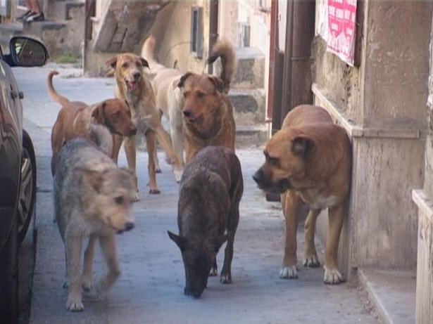 Si aggirava per Adrano con cani randagi e pericolosi